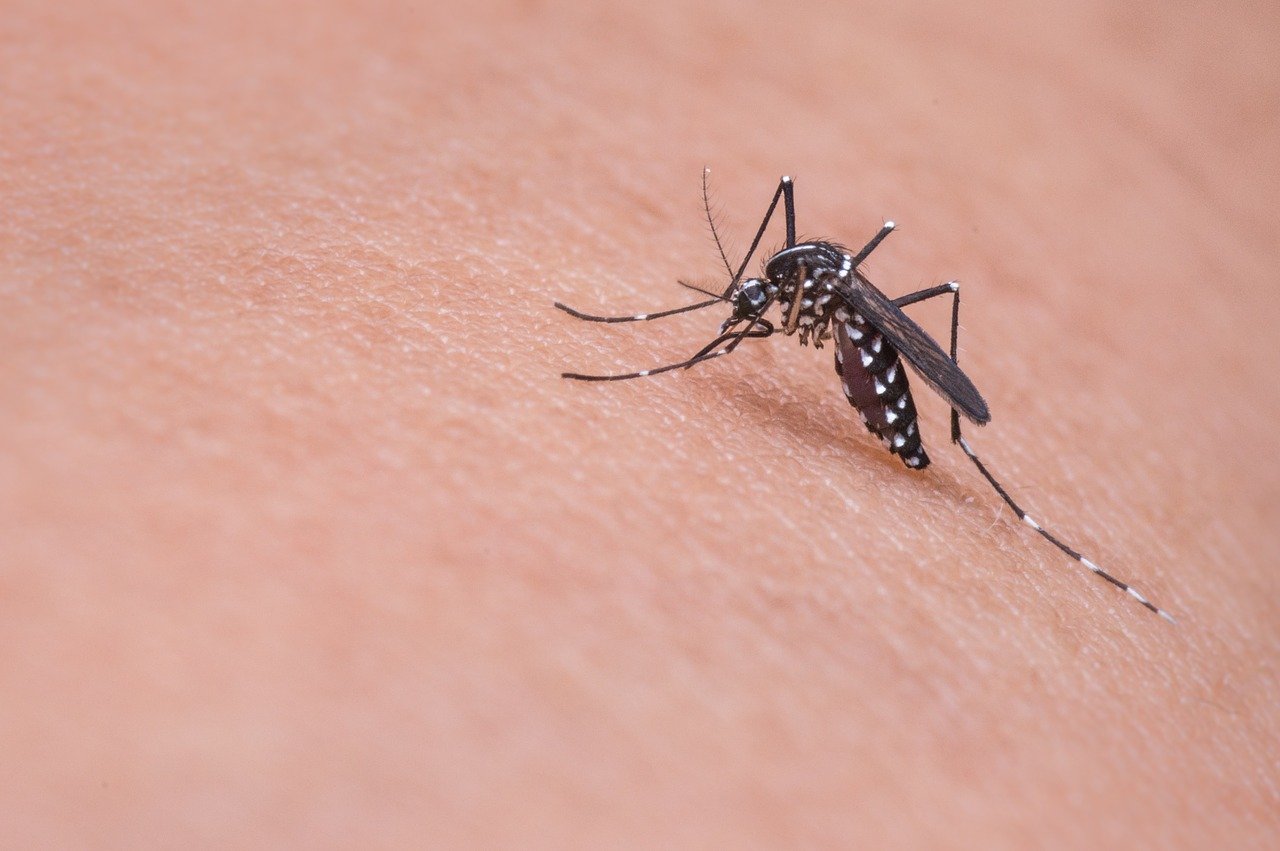 Anti-moustique bébé : quelles sont les précautions à prendre ?